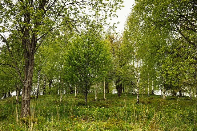 Na zdjęciu gaj - nieskoszona, raczej dziko rosnąca trawa, niezbyt gęsto posadzone drzewa różnych gatunków (między innymi brzozy). Pogoda
