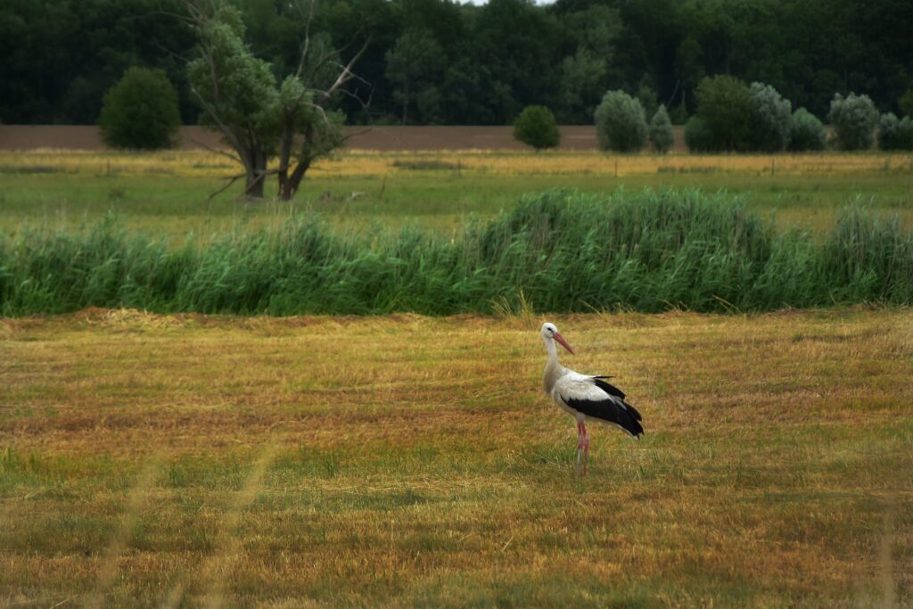 Na zdjęciu po prawej stronie bocian stojący na łące, zaglądający za siebie (ciałem zwrócony jest w lewą stronę, głowę ma zwróconą w prawą stronę zdjęcia. Kadr szeroki, krótka żółtawa trawa, w tle większe zarośla, drzewa